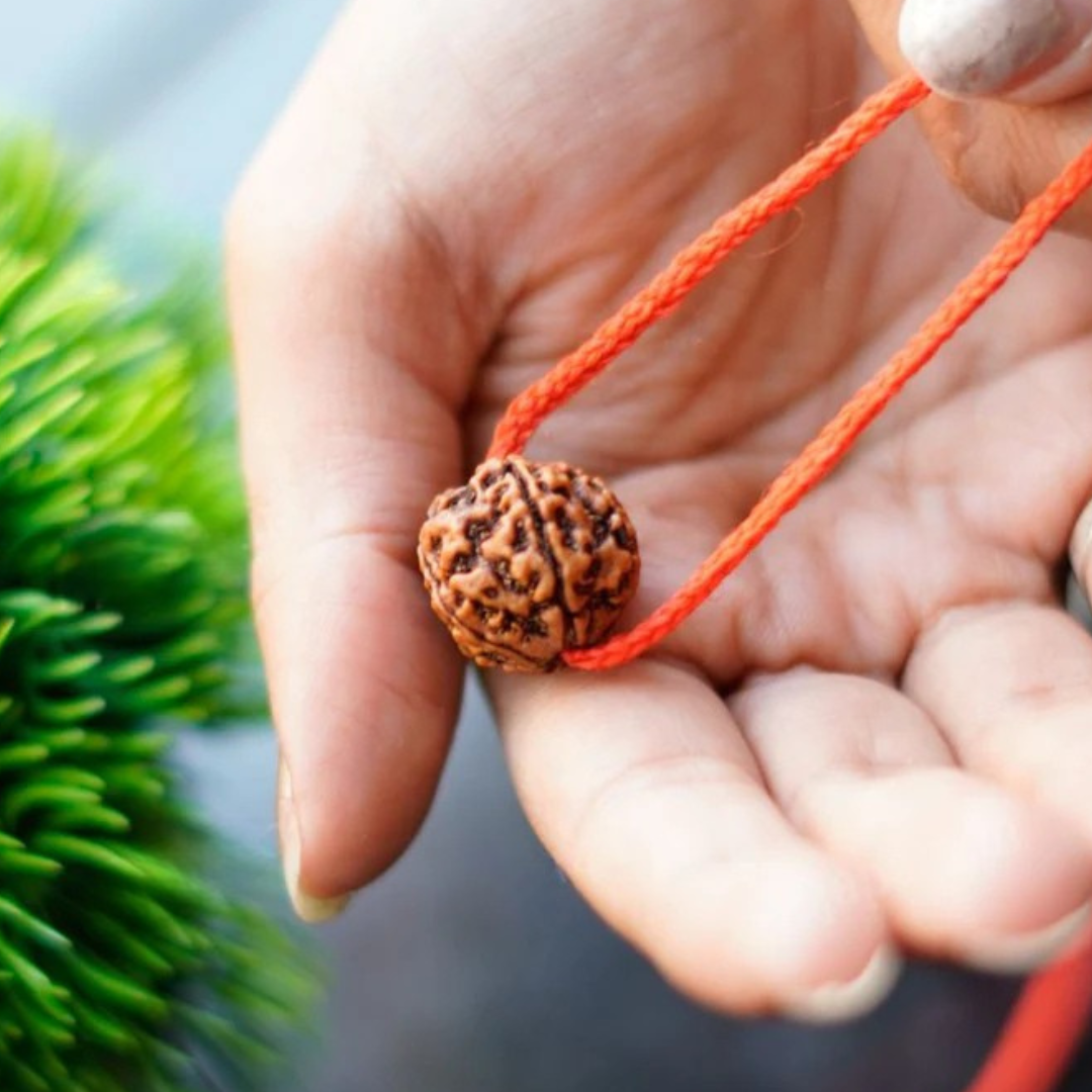 Harek Ghar Ma Rudraksha – Claim Your Free 5 Mukhi Rudraksha