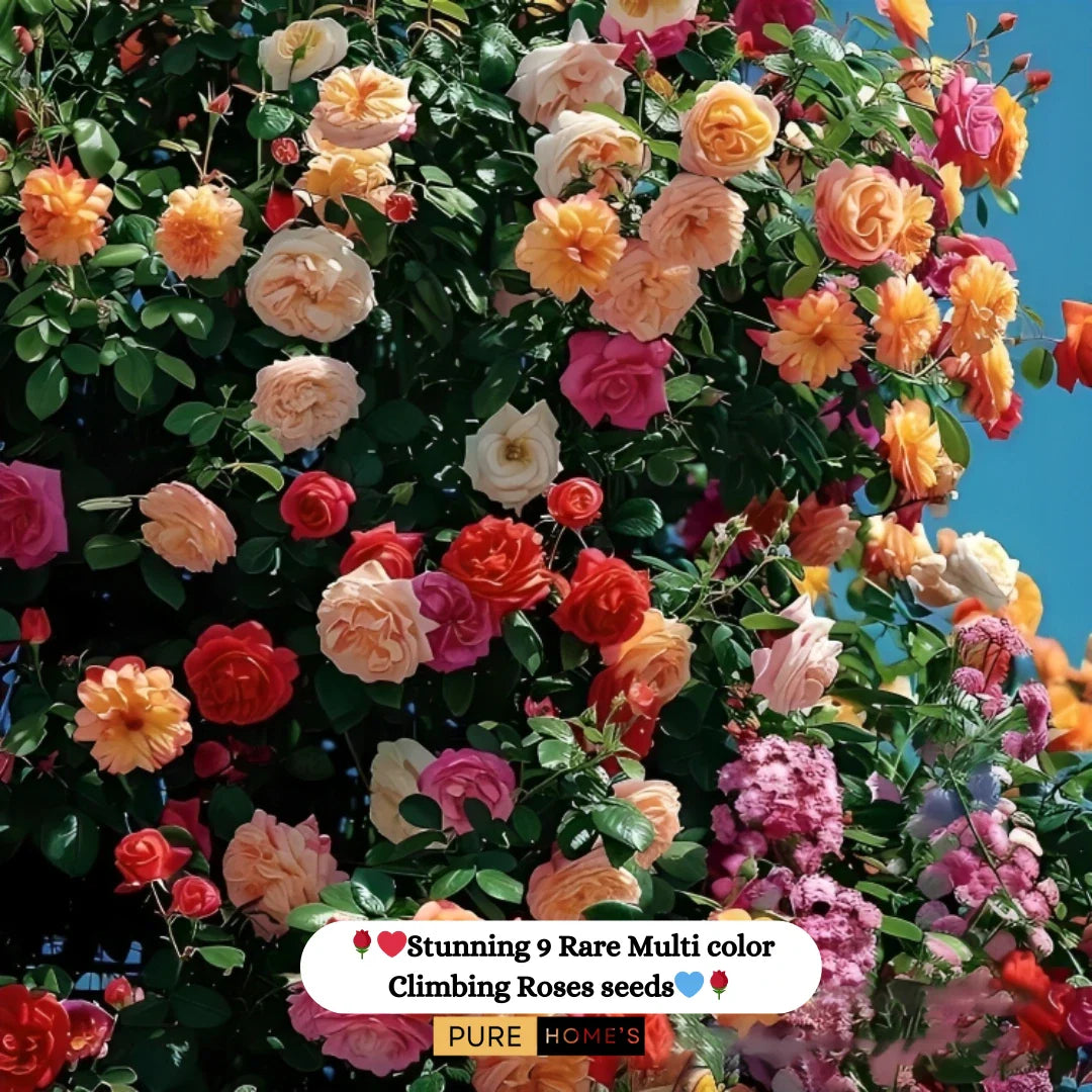 š¹ Elegant Climbing Rose Flower Seeds- 9 Rare and Breathtaking Colors Seeds(IMPORTED)
