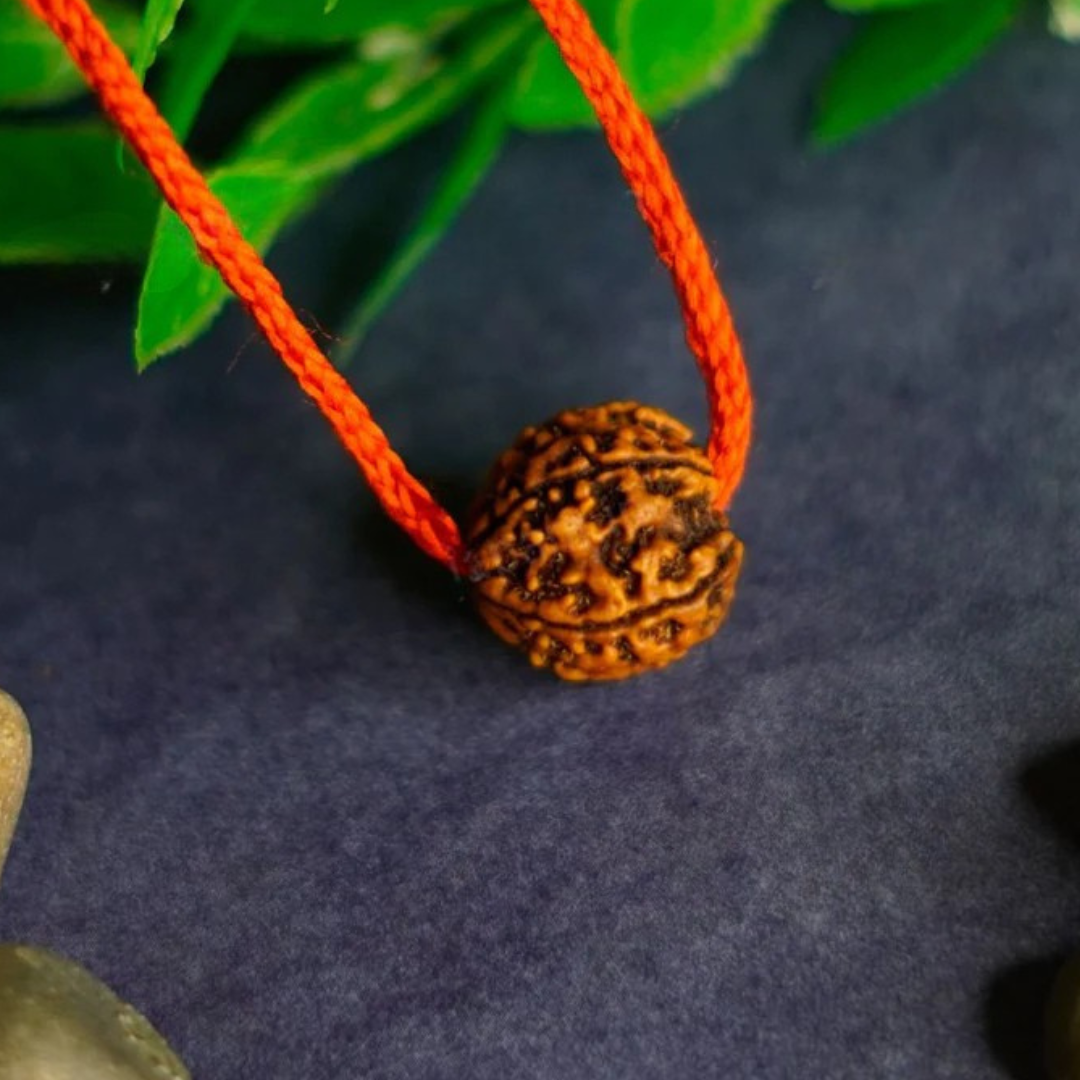 Harek Ghar Ma Rudraksha – Claim Your Free 5 Mukhi Rudraksha