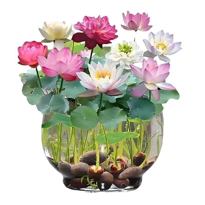 Bonsai Japanese Lotus Seeds (60 Premium Seeds)