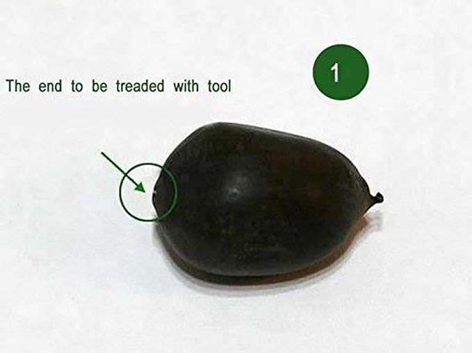 Bonsai Japanese Lotus Seeds (60 Premium Seeds)