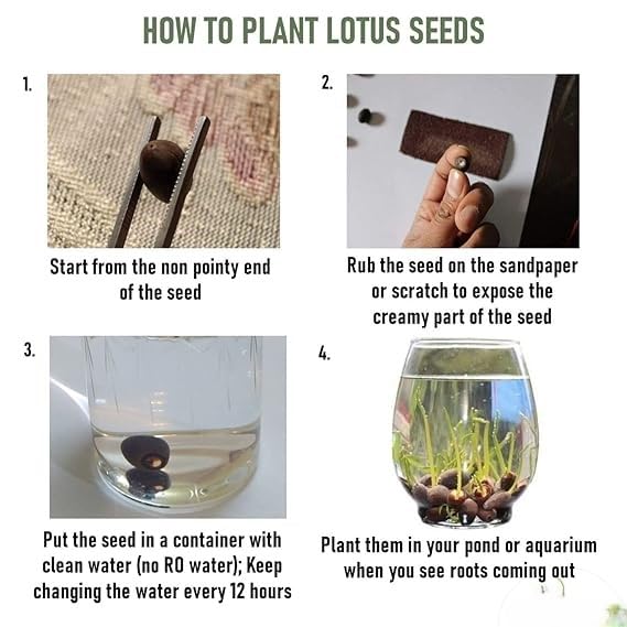 Bonsai Japanese Lotus Seeds (60 Premium Seeds)