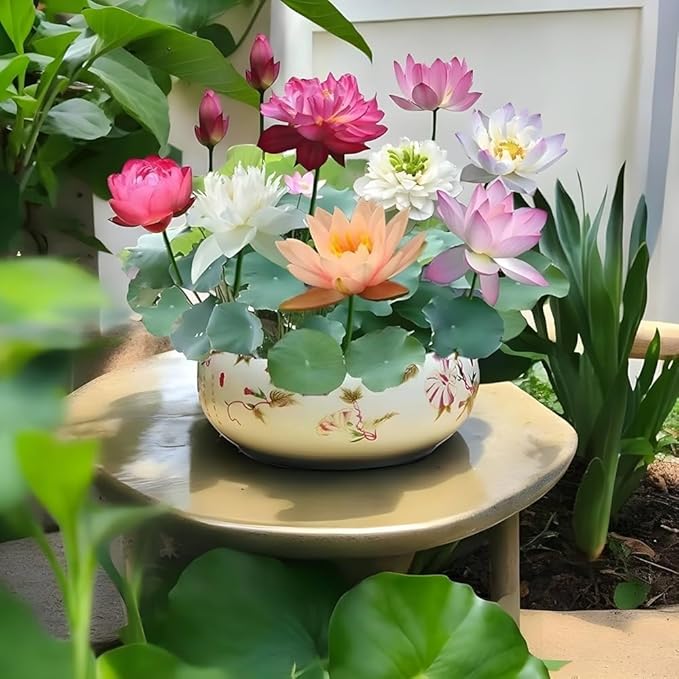 Bonsai Japanese Lotus Seeds (60 Premium Seeds)