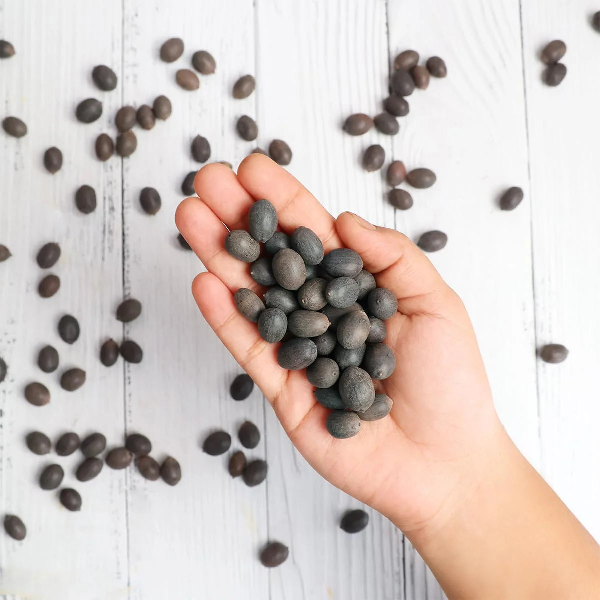 Bonsai Japanese Lotus Seeds (60 Premium Seeds)