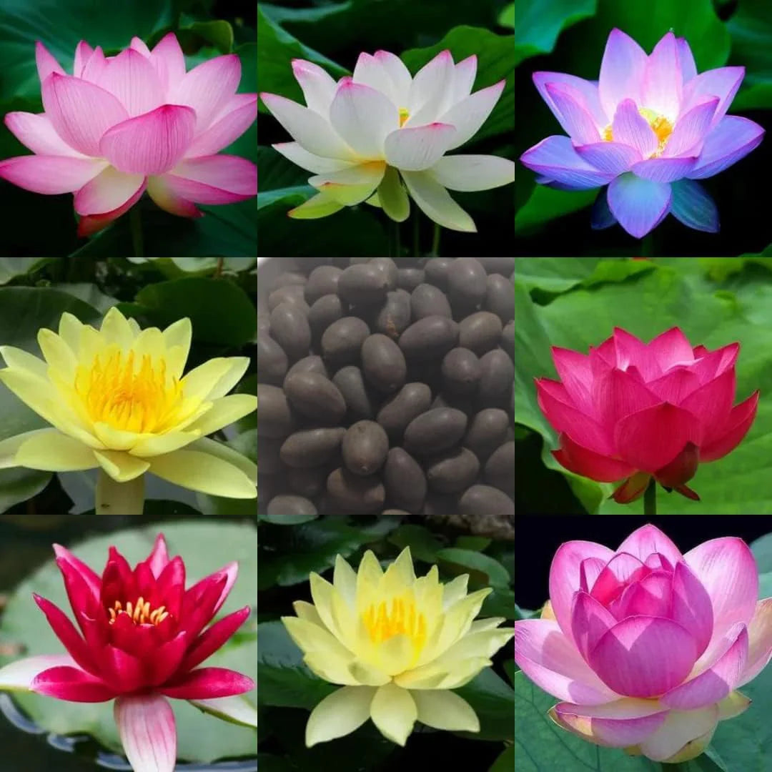 Bonsai Japanese Lotus Seeds (60 Premium Seeds)